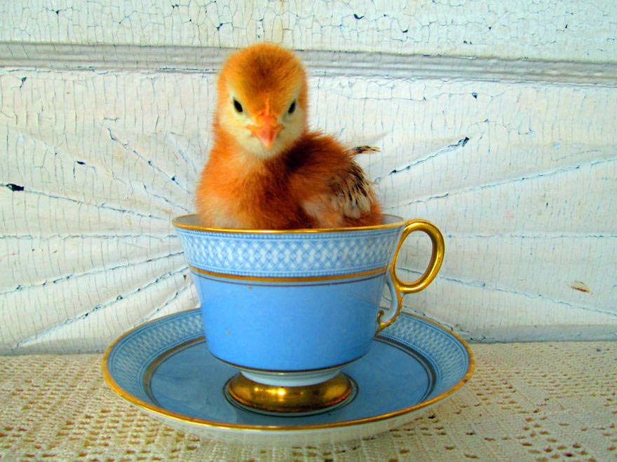 животные в кружках, щенок в кружке, animal in cup 