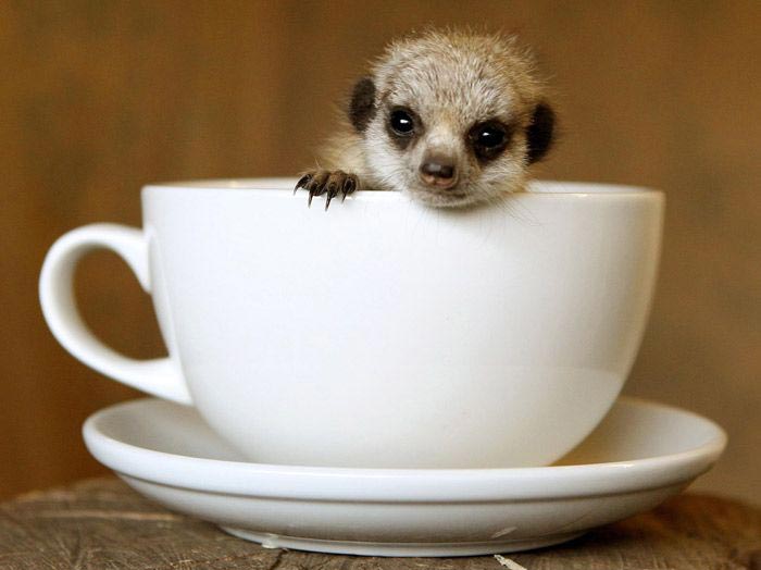животные в кружках, щенок в кружке, animal in cup 