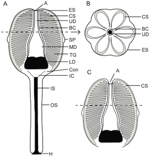 животные, открыты, недавно, в последнее время, ученые