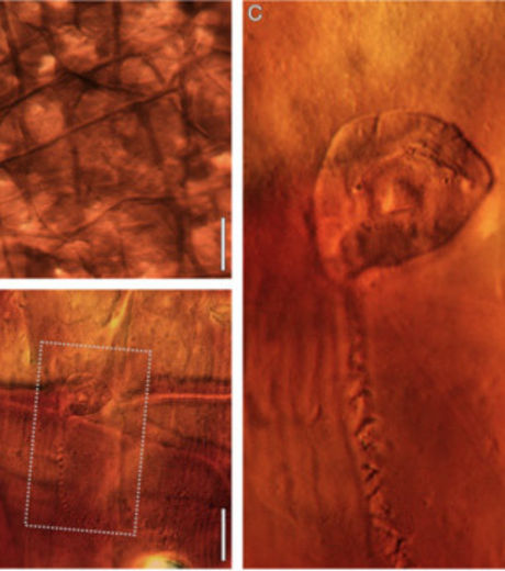 животные, открыты, недавно, в последнее время, ученые
