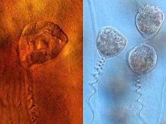 животные, открыты, недавно, в последнее время, ученые