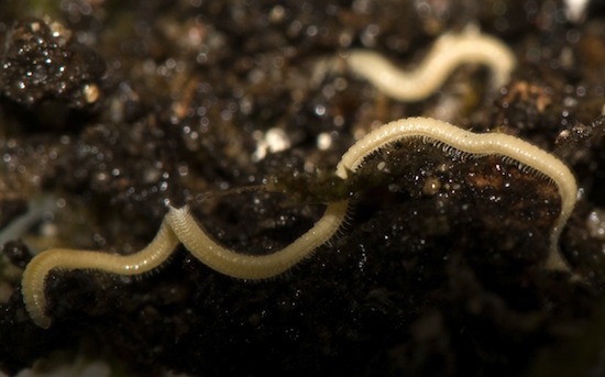 животные, открыты, недавно, в последнее время, ученые