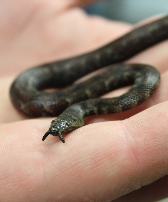 животные, открыты, недавно, в последнее время, ученые