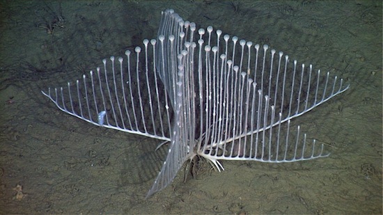 животные, открыты, недавно, в последнее время, ученые