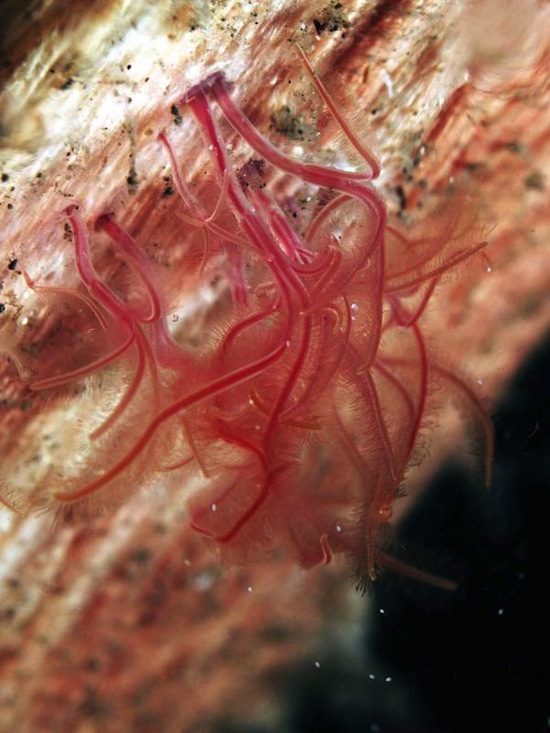 животные, открыты, недавно, в последнее время, ученые