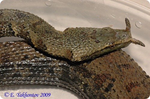 животные, открыты, недавно, в последнее время, ученые