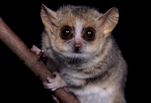 животные, открыты, недавно, в последнее время, ученые