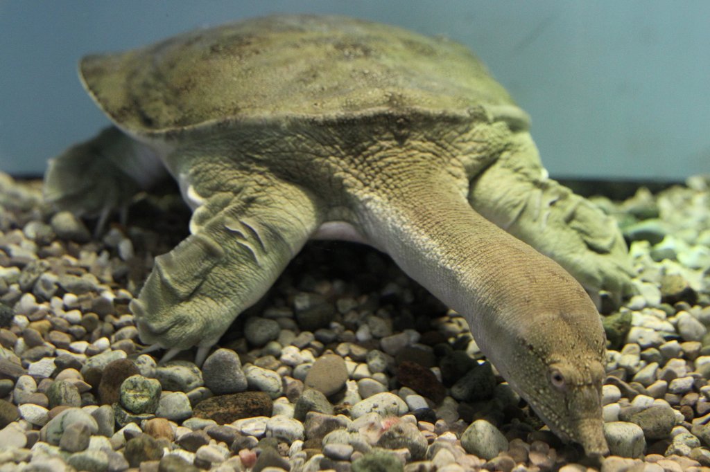 животные, открыты, недавно, в последнее время, ученые