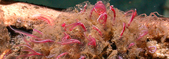 животные, открыты, недавно, в последнее время, ученые