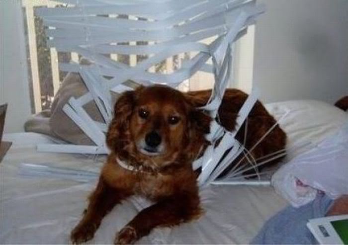 Домашние питомцы, проигравшие битву с мебелью мебель против котов и кошек, домашние животные застряли, коты и кошки, собаки