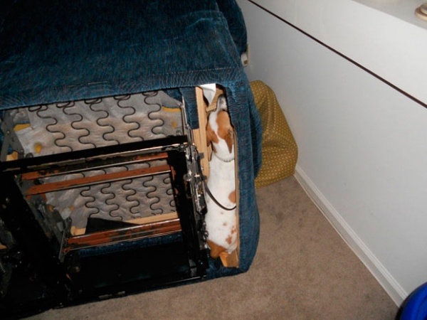 Домашние питомцы, проигравшие битву с мебелью мебель против котов и кошек, домашние животные застряли, коты и кошки, собаки