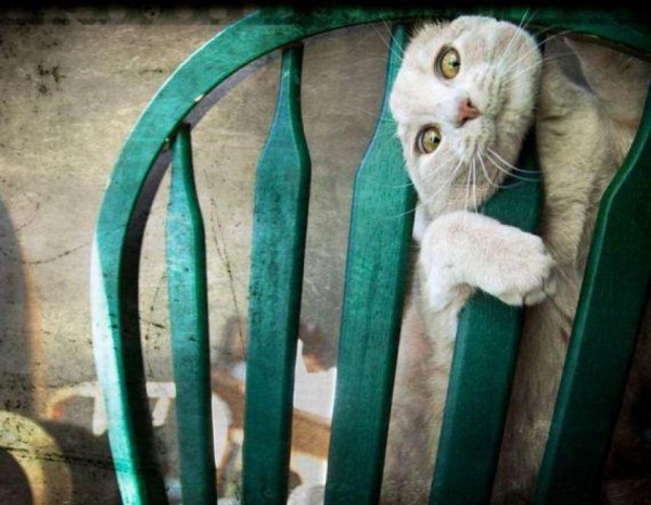 Домашние питомцы, проигравшие битву с мебелью мебель против котов и кошек, домашние животные застряли, коты и кошки, собаки