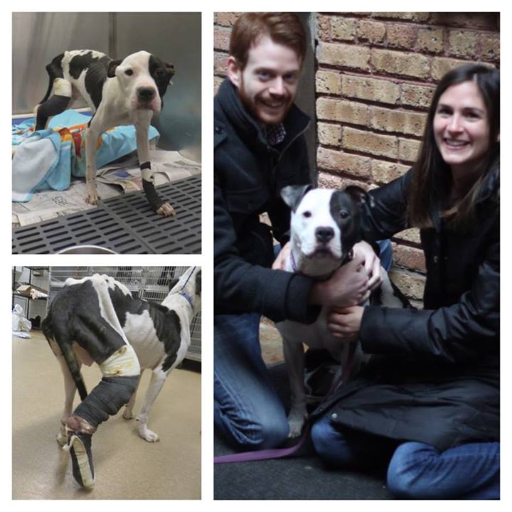 собаки до и после, бездомные собаки, собаки нашли хозяев, в приюте и дома