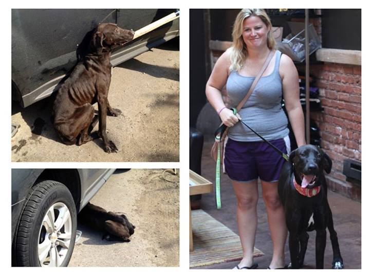 собаки до и после, бездомные собаки, собаки нашли хозяев, в приюте и дома