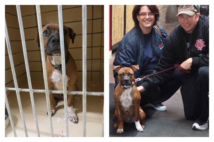 собаки до и после, бездомные собаки, собаки нашли хозяев, в приюте и дома