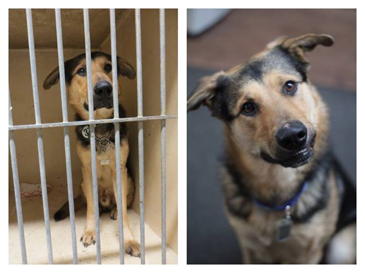 собаки до и после, бездомные собаки, собаки нашли хозяев, в приюте и дома