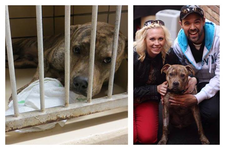 собаки до и после, бездомные собаки, собаки нашли хозяев, в приюте и дома