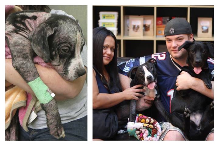 собаки до и после, бездомные собаки, собаки нашли хозяев, в приюте и дома