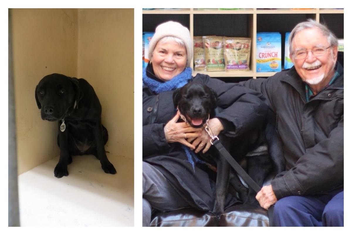 собаки до и после, бездомные собаки, собаки нашли хозяев, в приюте и дома