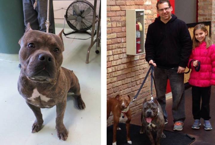 собаки до и после, бездомные собаки, собаки нашли хозяев, в приюте и дома