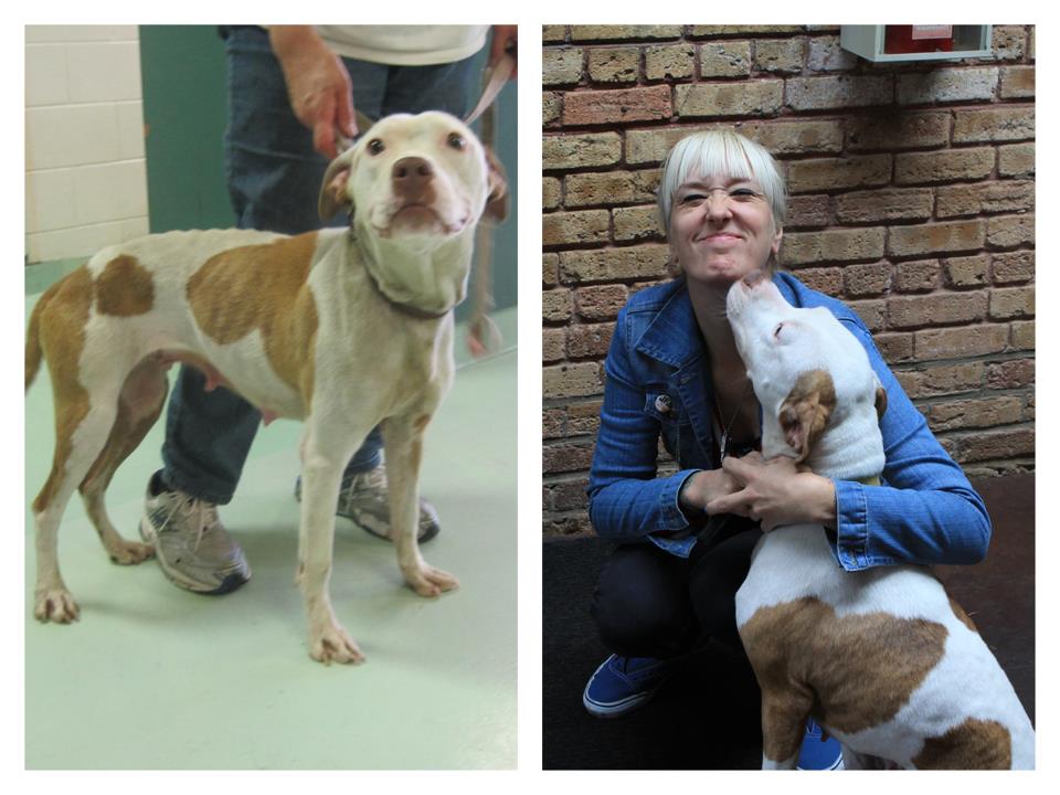 собаки до и после, бездомные собаки, собаки нашли хозяев, в приюте и дома