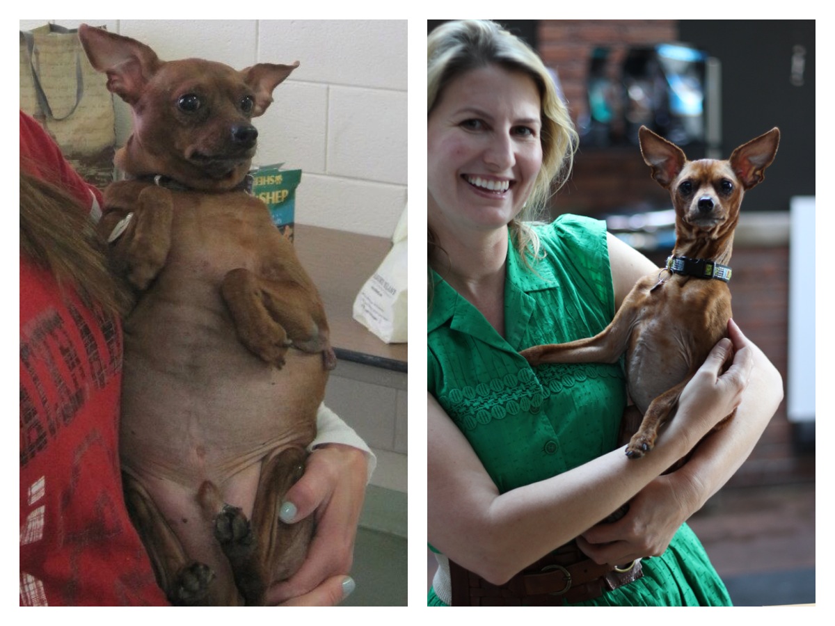 собаки до и после, бездомные собаки, собаки нашли хозяев, в приюте и дома