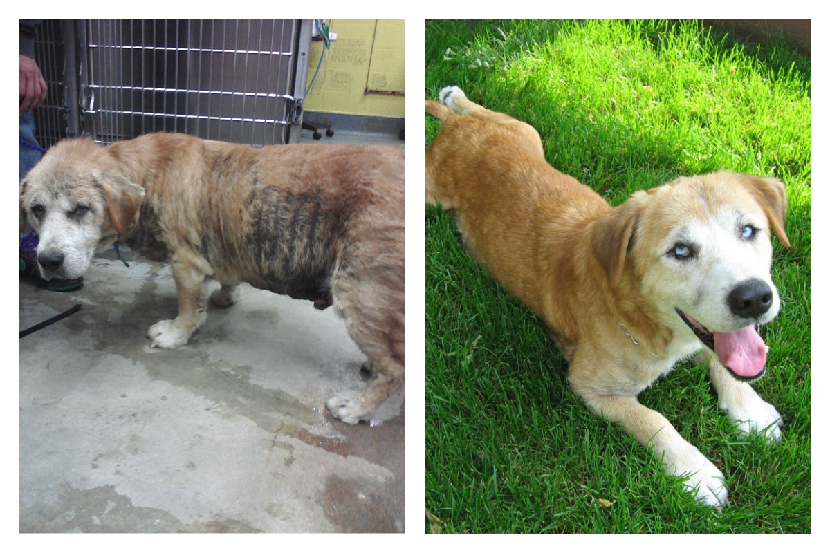 собаки до и после, бездомные собаки, собаки нашли хозяев, в приюте и дома