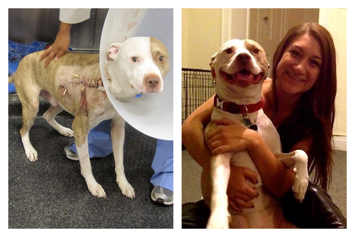 собаки до и после, бездомные собаки, собаки нашли хозяев, в приюте и дома