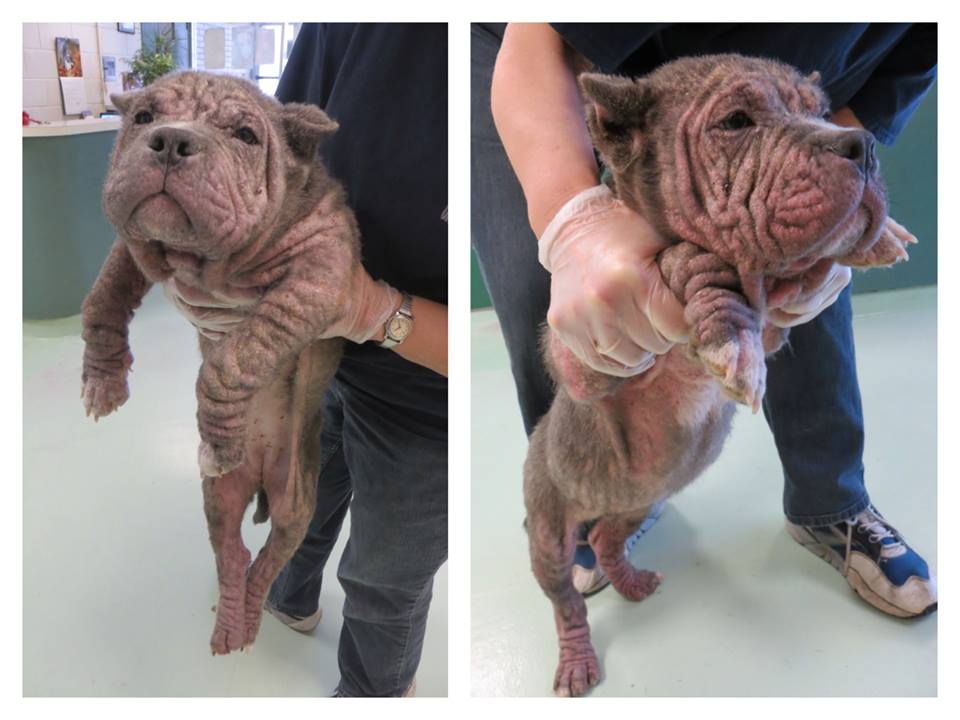 собаки до и после, бездомные собаки, собаки нашли хозяев, в приюте и дома