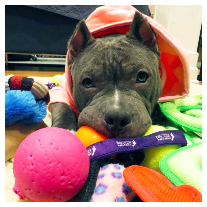 собаки до и после, бездомные собаки, собаки нашли хозяев, в приюте и дома