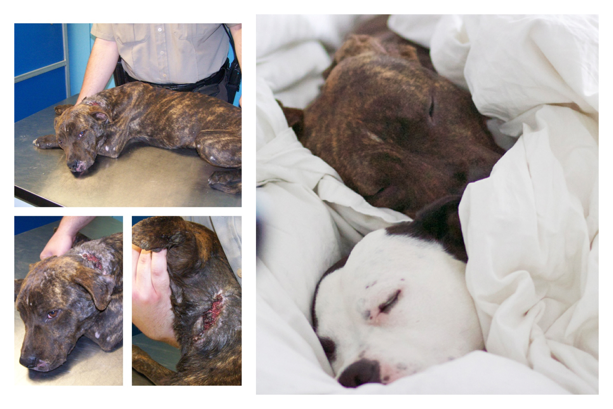 собаки до и после, бездомные собаки, собаки нашли хозяев, в приюте и дома