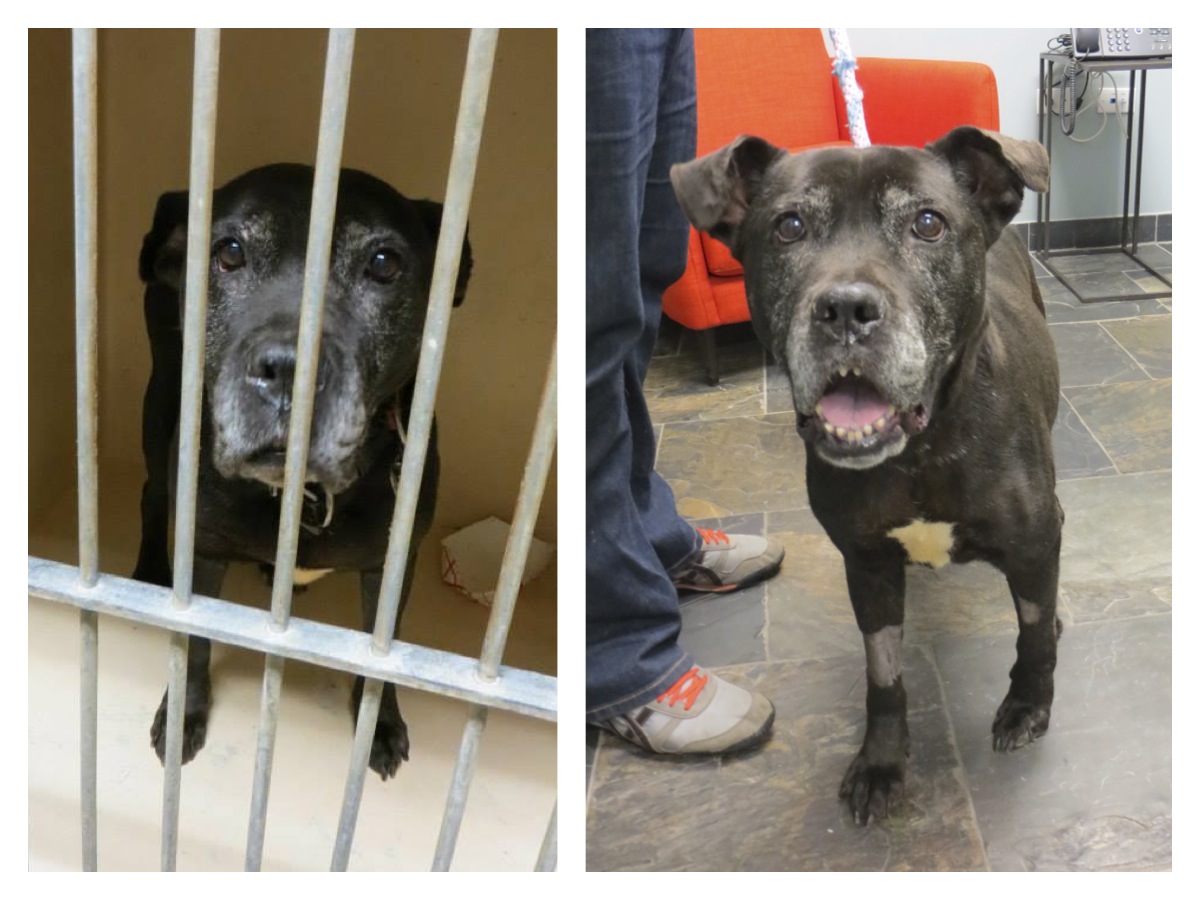 собаки до и после, бездомные собаки, собаки нашли хозяев, в приюте и дома