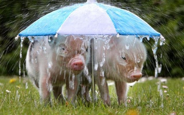 Позитив, юмор, смешные фотографии,прикол