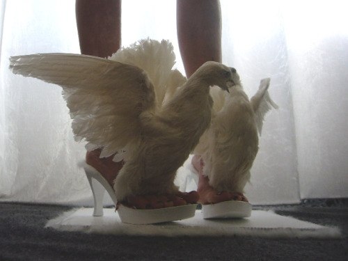 смешные фото свадьбы, фото не стоит делать на свадьбе, смешные свадебные фотографии