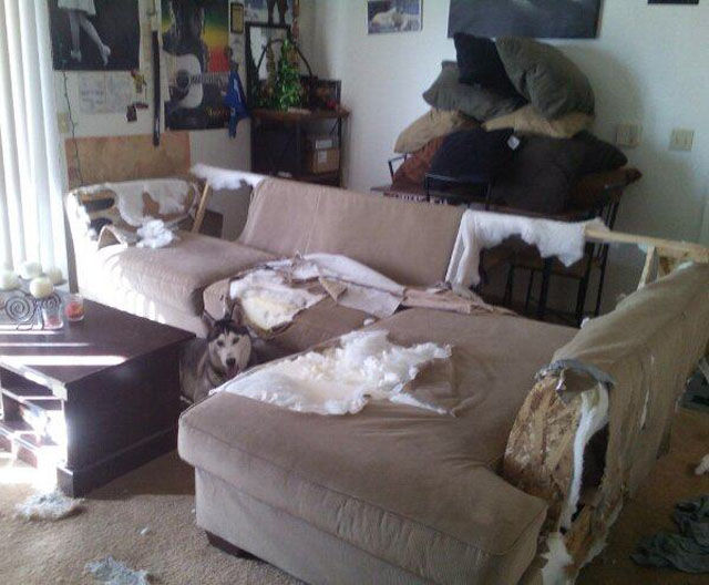 смешные животные, животные проказники, животные любят пошалить, животные хулиганы, фото