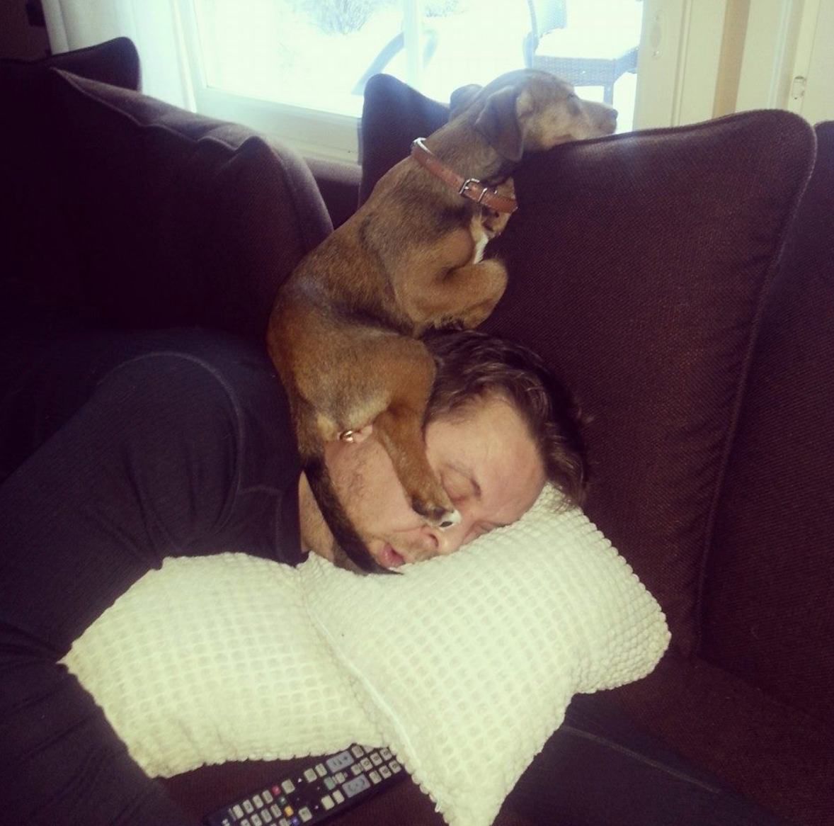 смешные животные, животные проказники, животные любят пошалить, животные хулиганы, фото