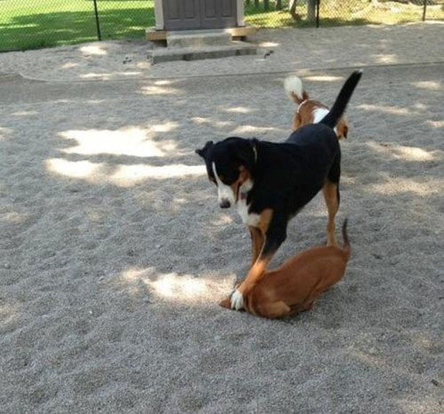 смешные животные, животные проказники, животные любят пошалить, животные хулиганы, фото