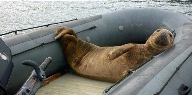 смешные животные, животные проказники, животные любят пошалить, животные хулиганы, фото