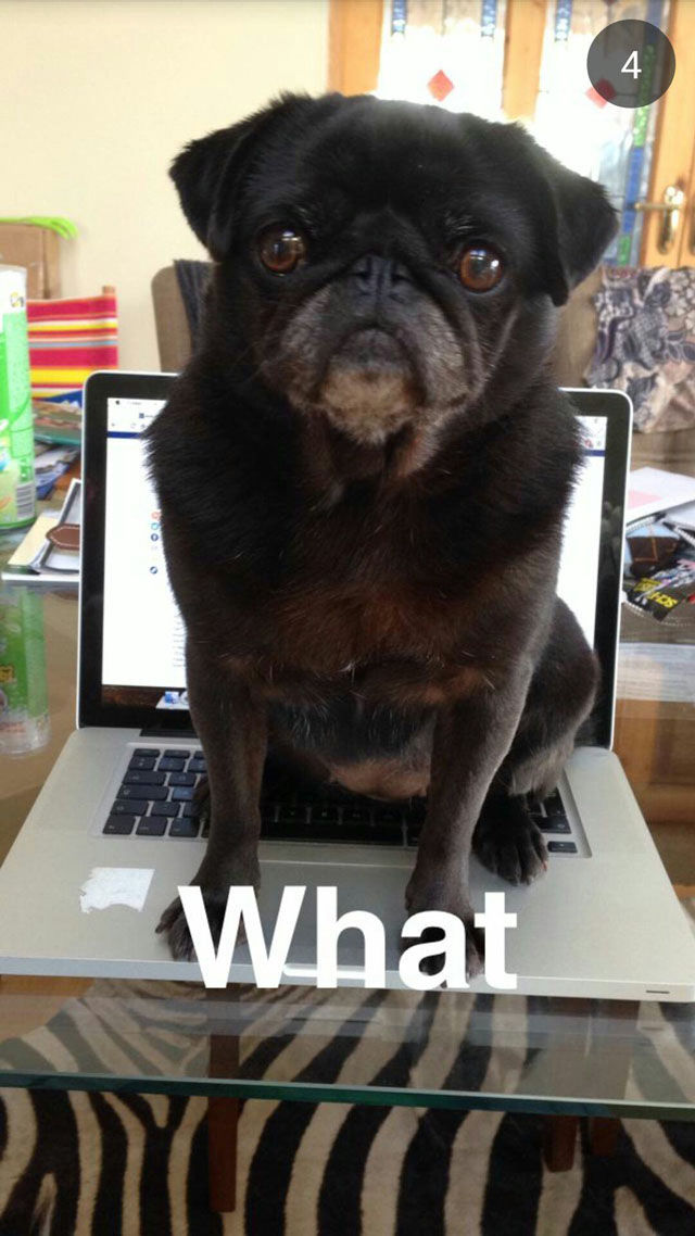 смешные животные, животные проказники, животные любят пошалить, животные хулиганы, фото