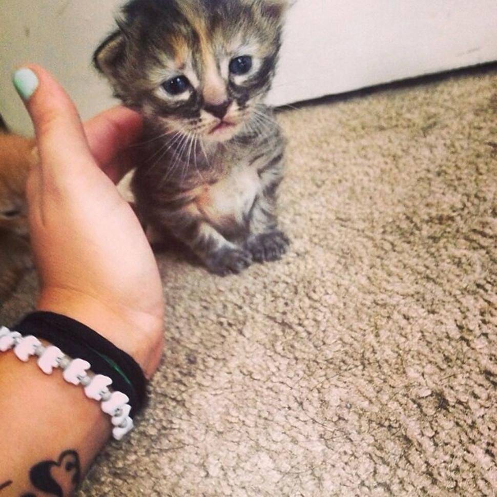 Маленький грустный котенок
