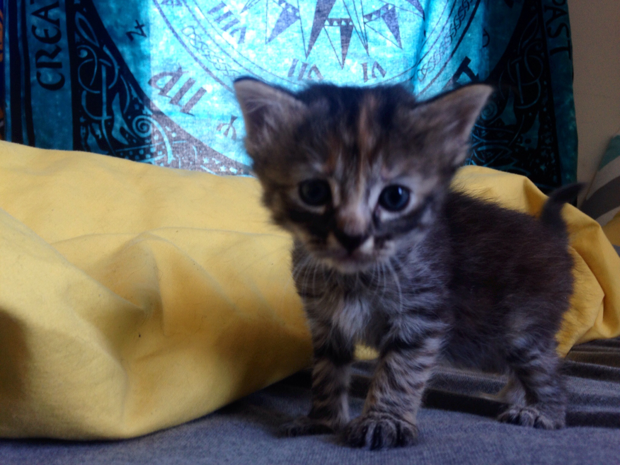 Ashley Herring,  Purrmanently Sad Cat, Пуррмаментно грустный кот, самый грустный котёнок