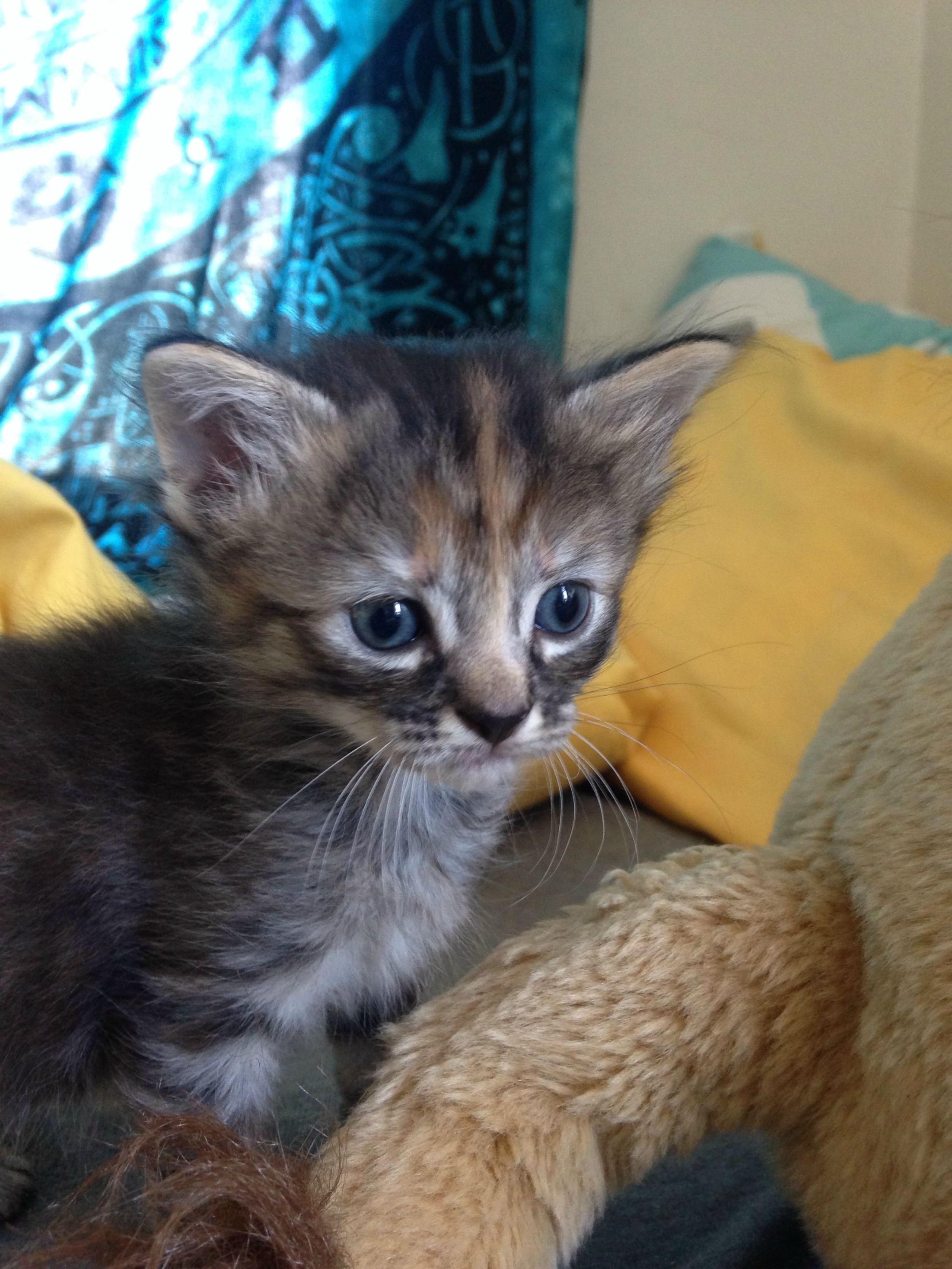 Ashley Herring,  Purrmanently Sad Cat, Пуррмаментно грустный кот, самый грустный котёнок