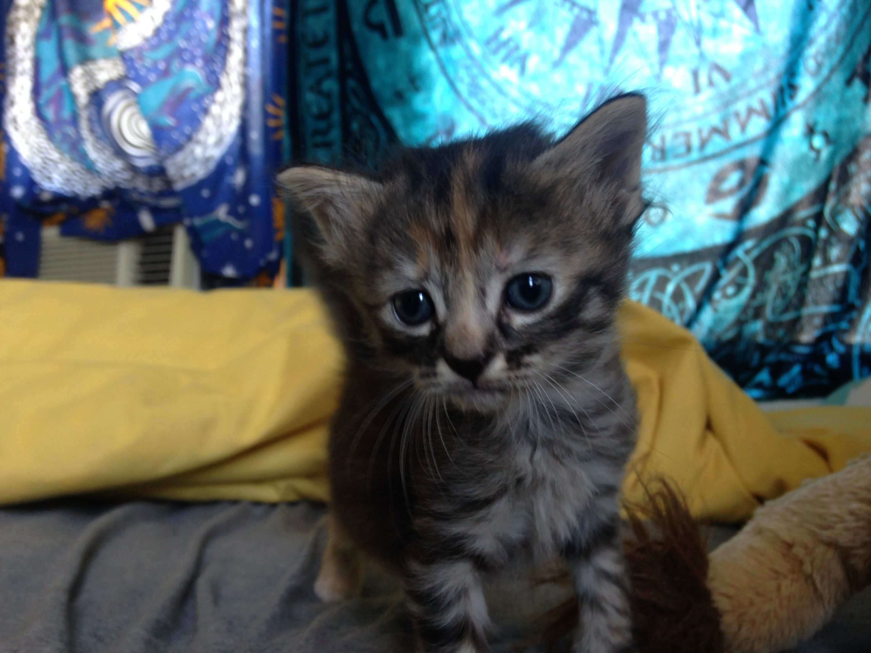 Ashley Herring,  Purrmanently Sad Cat, Пуррмаментно грустный кот, самый грустный котёнок