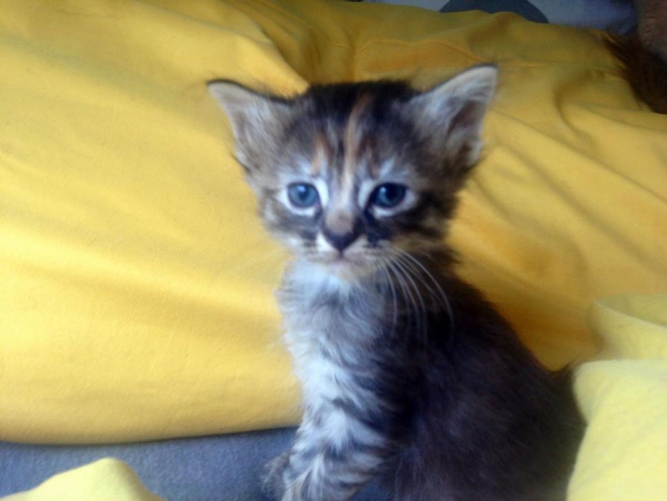 Ashley Herring,  Purrmanently Sad Cat, Пуррмаментно грустный кот, самый грустный котёнок