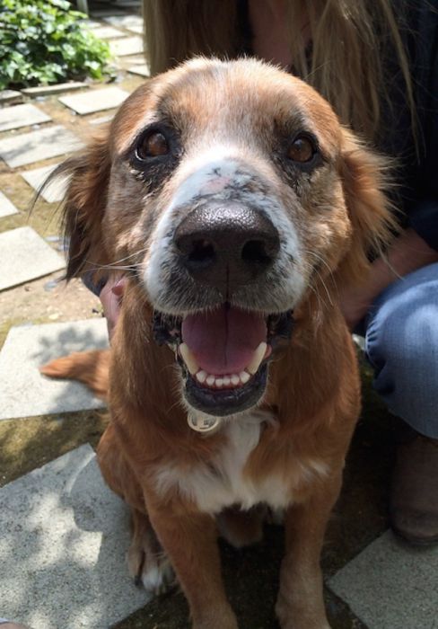 бездомные собаки до и после, бродячие животные, спасение бездомных