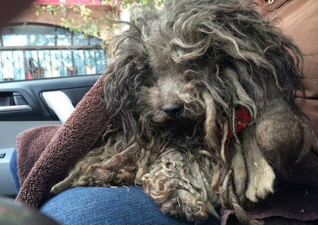 бездомные собаки до и после, бродячие животные, спасение бездомных