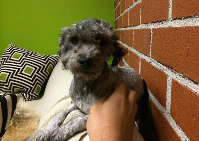 бездомные собаки до и после, бродячие животные, спасение бездомных