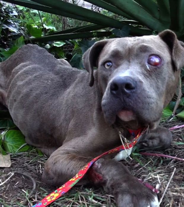 бездомные собаки до и после, бродячие животные, спасение бездомных