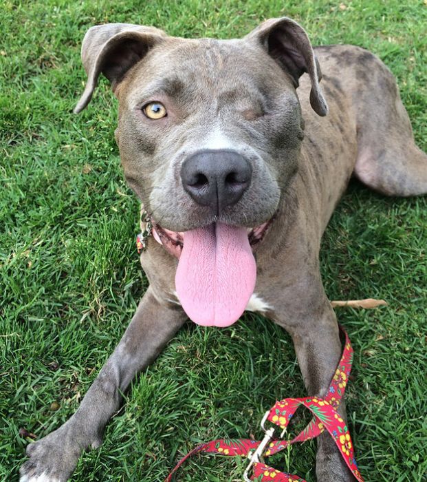 бездомные собаки до и после, бродячие животные, спасение бездомных