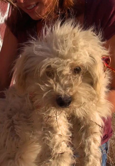 бездомные собаки до и после, бродячие животные, спасение бездомных